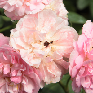 Pépinière rosier - Rosa Belle de Sardaigne - rose - rosiers grimpants - parfum discret - Dominique Massad - Floraison continue aux petites fleurs rose pâle.